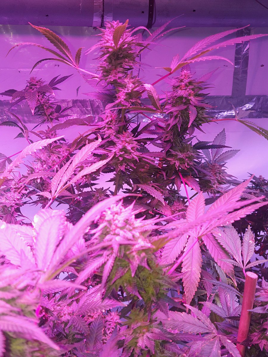 Mispectra's tweet image. pic from Tiges,a really so busy man,he purchase 3pcs MS-C1200W on May,and he also share many funny emoji with us,bring lots of happiness in our office.
By the way,donnot forget the glasses.📣we have remind you.
Besides in this Sunday,our acitivity will end
bit.ly/2uJ3bBz