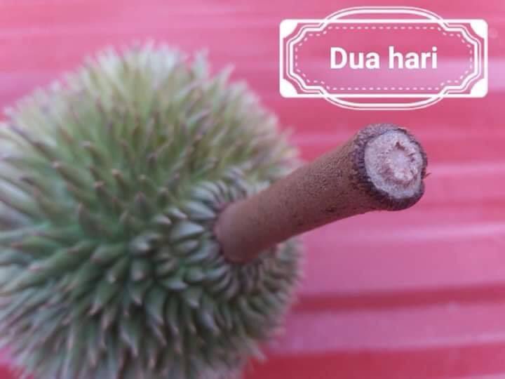 tweet_ktk's tweet photo. Okay lepas ni korang jangan mudah sangat percaya bila penjual tu kata ‘ini durian baru bang’. 

RT untuk elakan peniaga durian penipu terus menipu. https://t.co/IBD5PKeynw