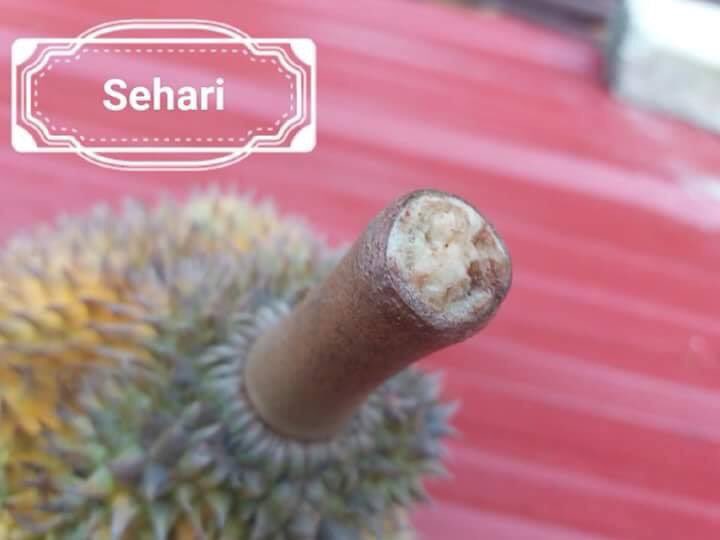 tweet_ktk's tweet photo. Okay lepas ni korang jangan mudah sangat percaya bila penjual tu kata ‘ini durian baru bang’. 

RT untuk elakan peniaga durian penipu terus menipu. https://t.co/IBD5PKeynw