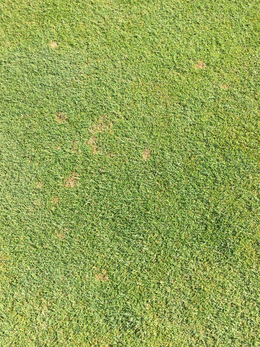 CuttenTurfgrass's tweet photo. It may have taken 6 weeks, “finally” got some DS on fairways. Enough for 2nd plant protection app of the season. #Sustainability #LowInPuts #CuttenPride ⛳️🏌🏼♀️ https://t.co/p6GF8bsAqB