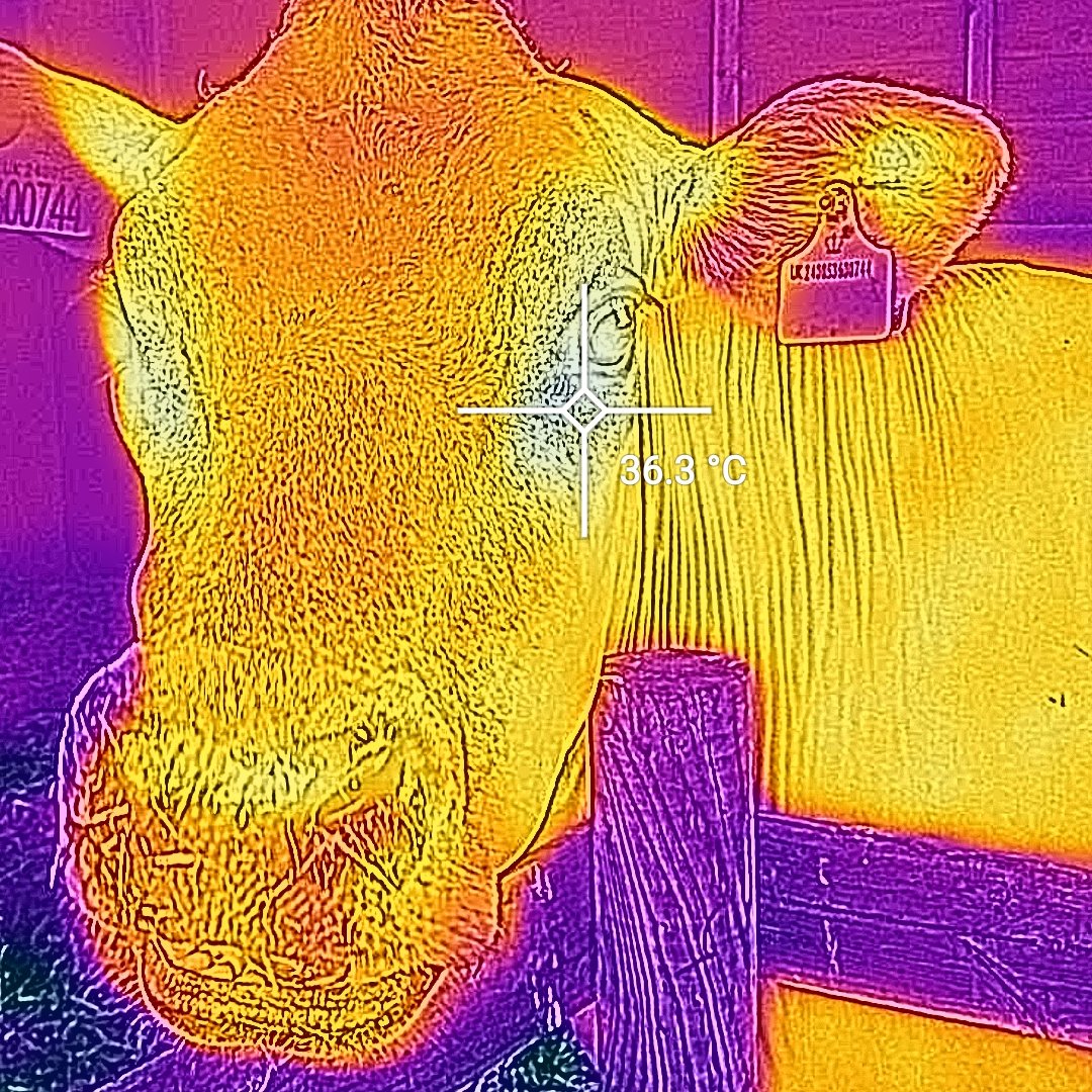 Calling all Dairy Farmers - get in touch! We want to hear about how Thermal Imaging aids you with livestock monitoring. Reply to this tweet with your stories, pictures welcome. 😊 #PreventMastitis #CatS60 #CatS61 #CatFLIR