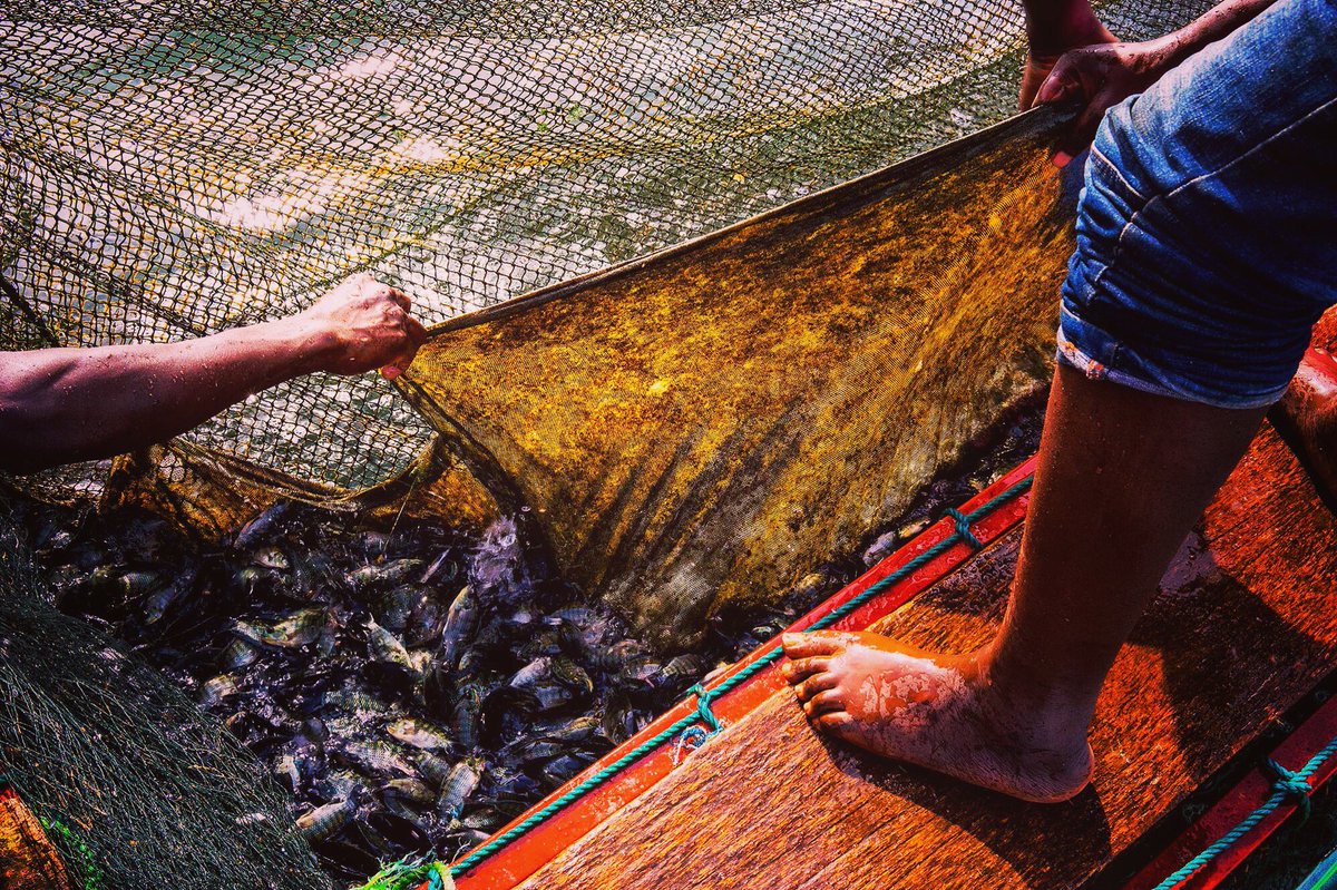 iFFUganda's tweet photo. #tilapia #protein #fishfarming #healthy #cleanwaters https://t.co/SsUiuLHPBB
