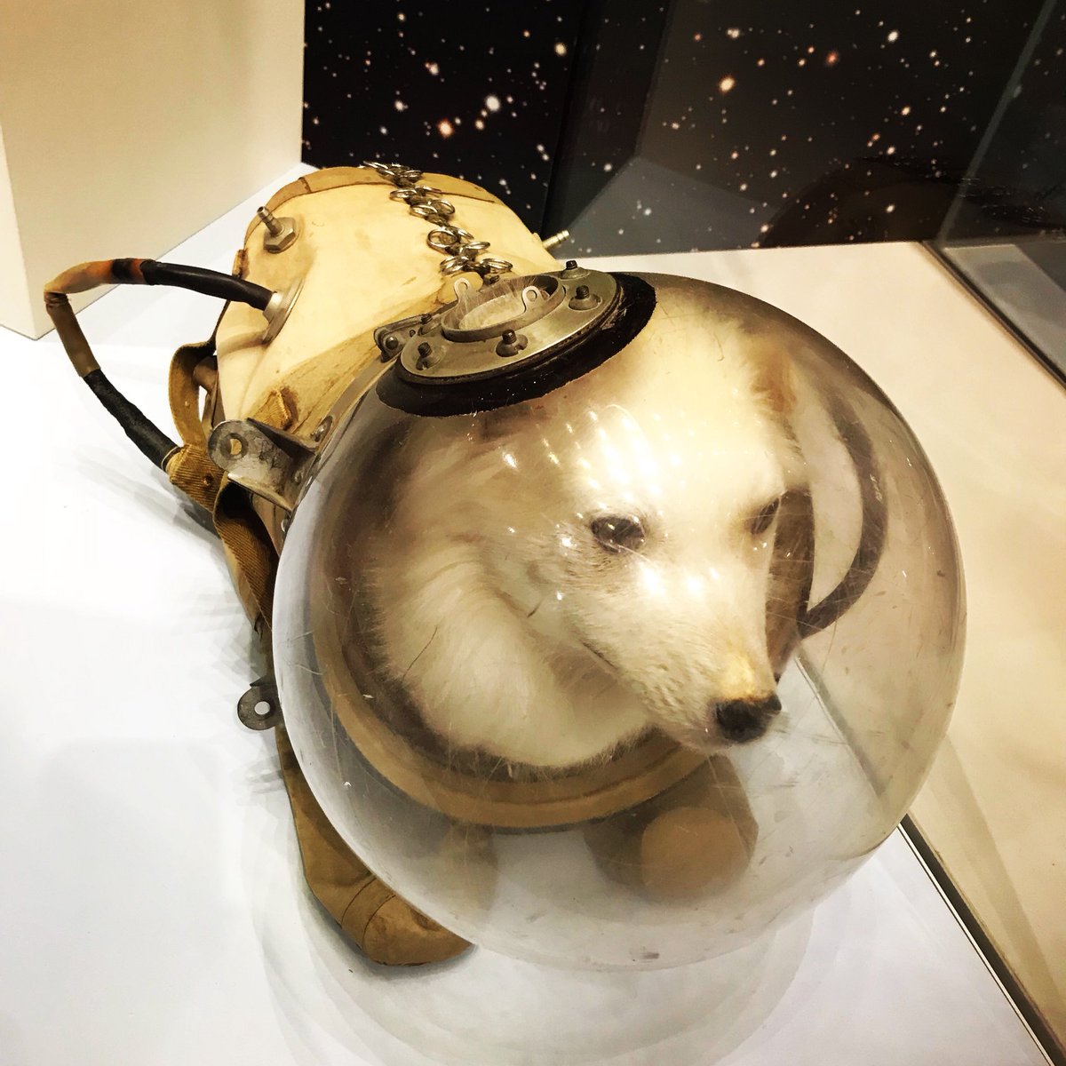 Poximity's tweet photo. How much for that dog in the hermetically sealed space suit? The one with the waggly tail.
#spacedog #dogsinspace #russia #poximity #moscow https://t.co/Ixj3U08FyX