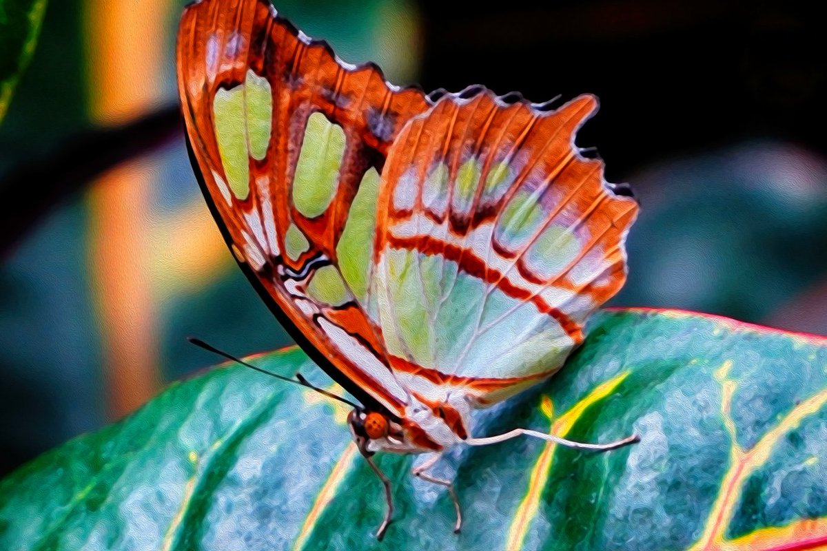 Haven't posted here for awhile.  From the Franklin Park Conservatory the other day.