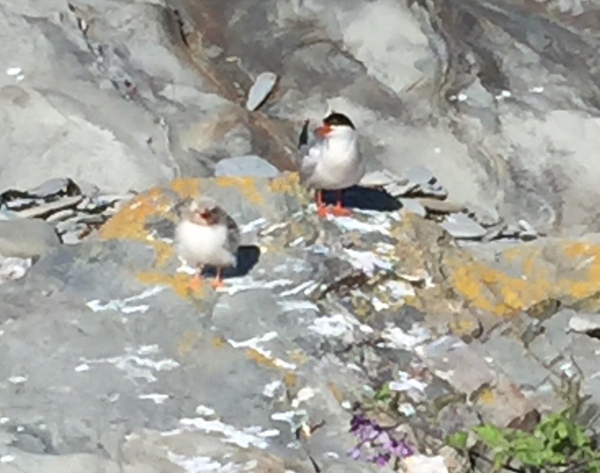 SMACaudubon's tweet photo. Another great Stratton trip. Beautiful weather great looks at various ages of the tern checks and young Oystercatchers@maineaudubon https://t.co/sP4gcthfrY