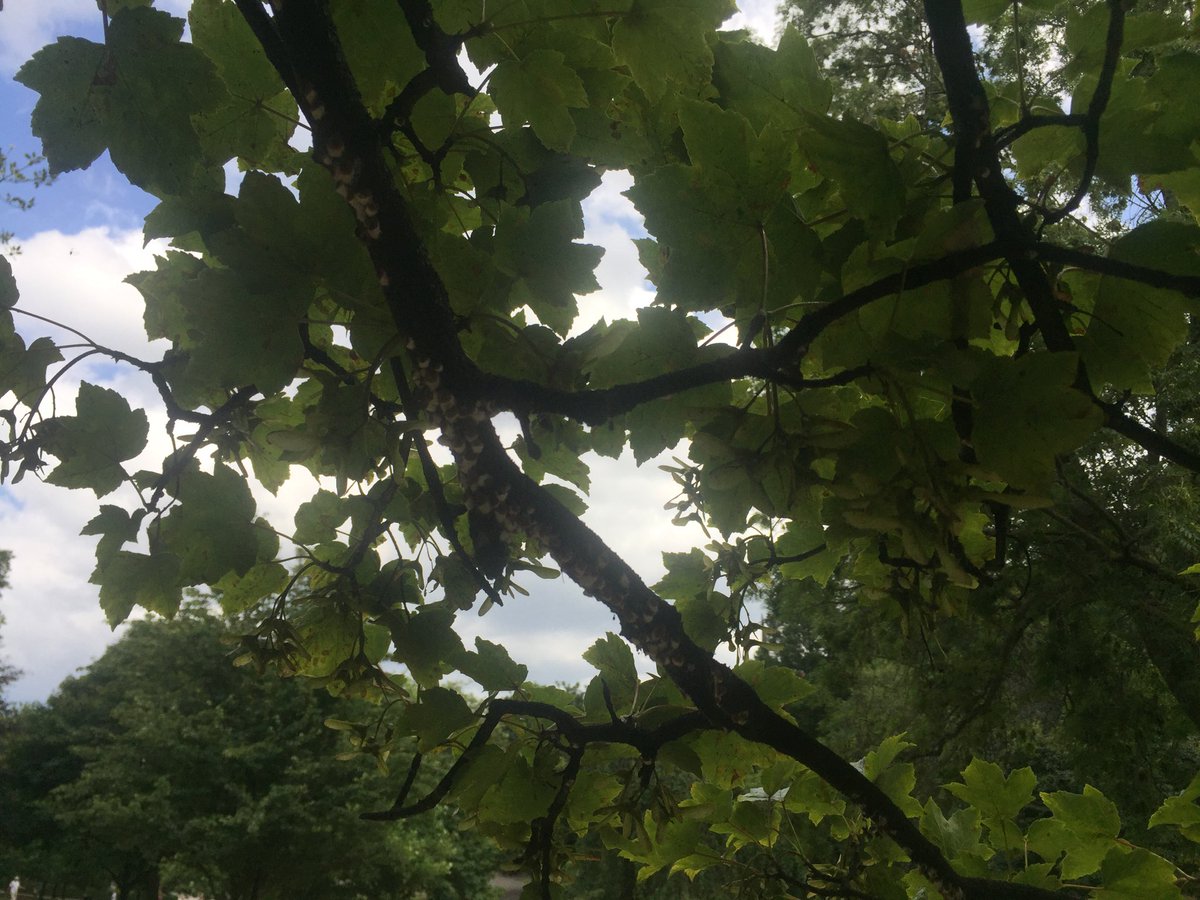 whinchliffe's tweet photo. Has the host range of Horse Chestnut Scale Insect extended this year? Bigger population? Here on Acer pseudoplatanus in Edinburgh. Tweet you’re observations with #HCSI and we can make a list. @IPSN_BGCI @ArbAssociation @TheBotanics @kewgardens @EdinburghNats https://t.co/pOs8Jhn9v0