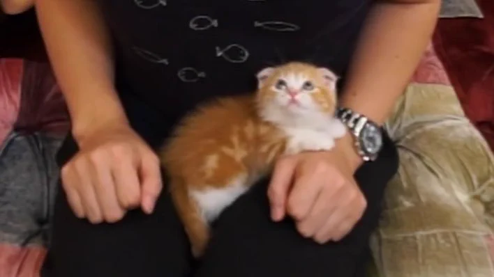 ヒカキンの猫が可愛い‼ご主人様は誰と話してるニャンwww