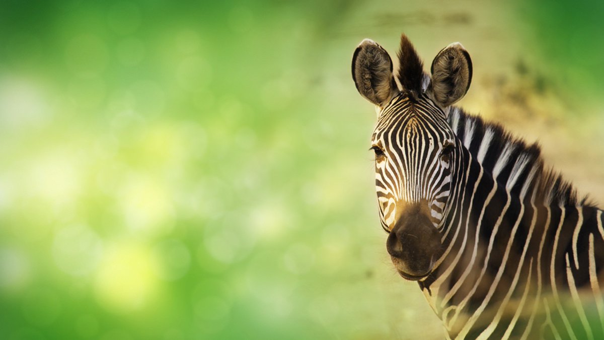 VirginMediaCorp's tweet photo. Virgin TV is excited to announce that it is bolstering its family and kids’ entertainment offering by adding two new exclusive channels, @LoveNature HD and @ZooMooUK HD. 🦓🦒🐘🦁

Read more → https://t.co/DVob5Ic5UW @BlueAntMedia https://t.co/KFdyuKwEBE