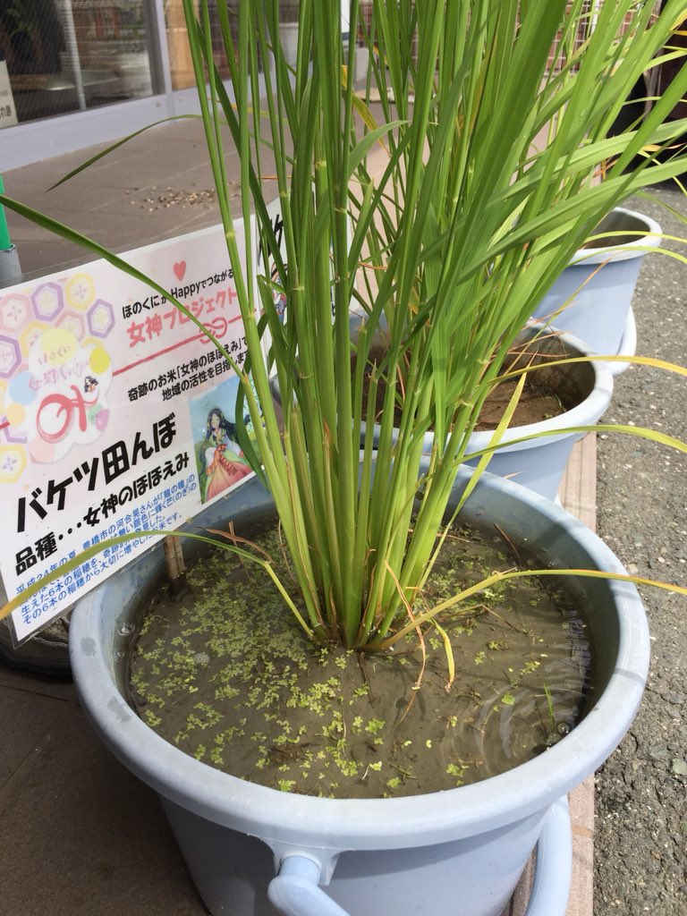 中干し Cerca Al Twitter