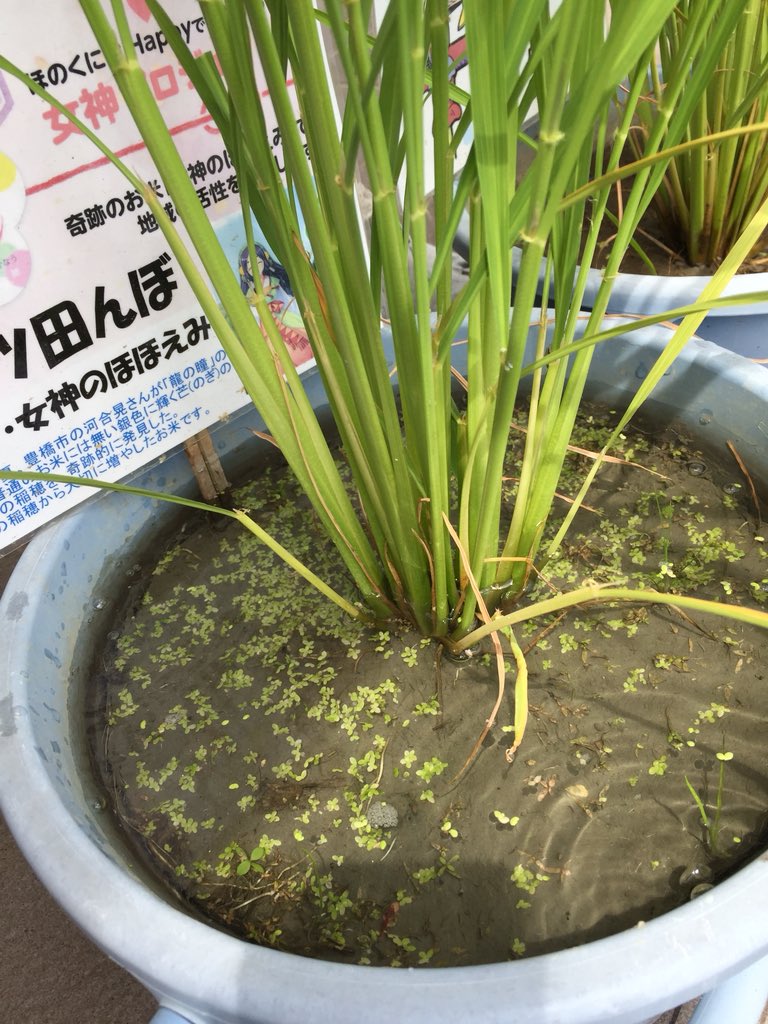 中干し Cerca Al Twitter