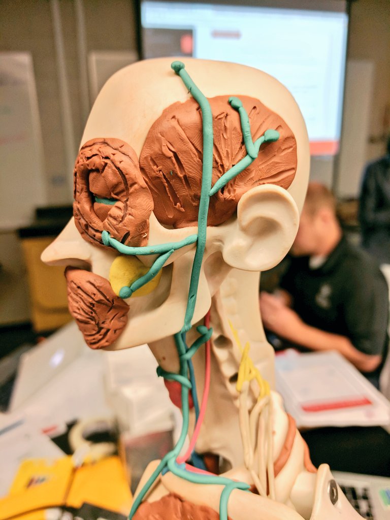 Building the lymphatic system this morning! #PLTWCT #HBS