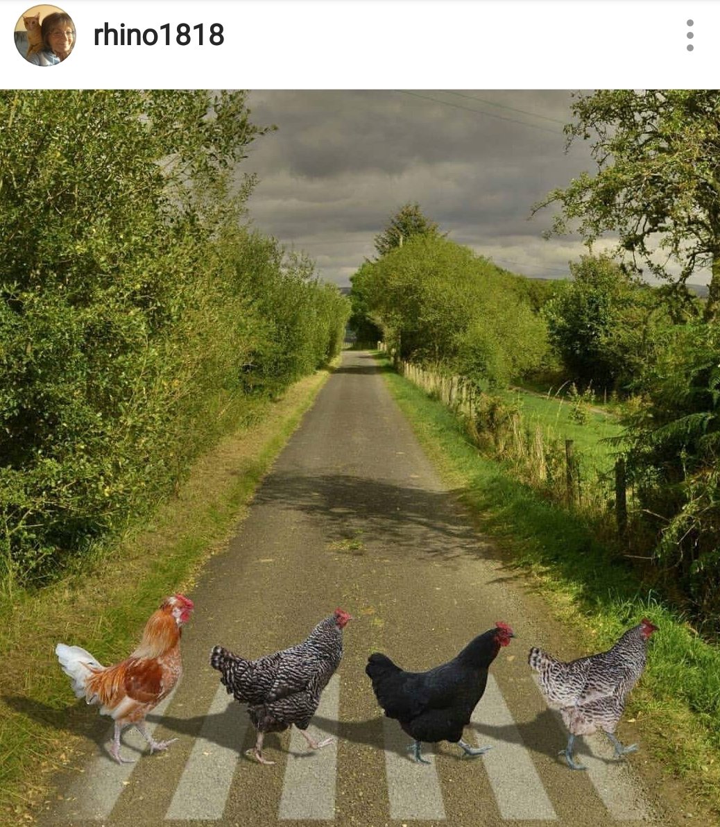 #계틀즈 🐔🐓🐔🐓