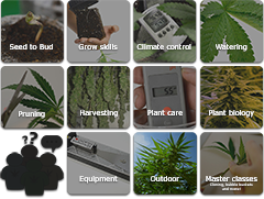 Everything you need to know to start and finish a healthy marijuana garden in the safety of your own home ow.ly/DS1y30l11m8 #canakush #cannabis education