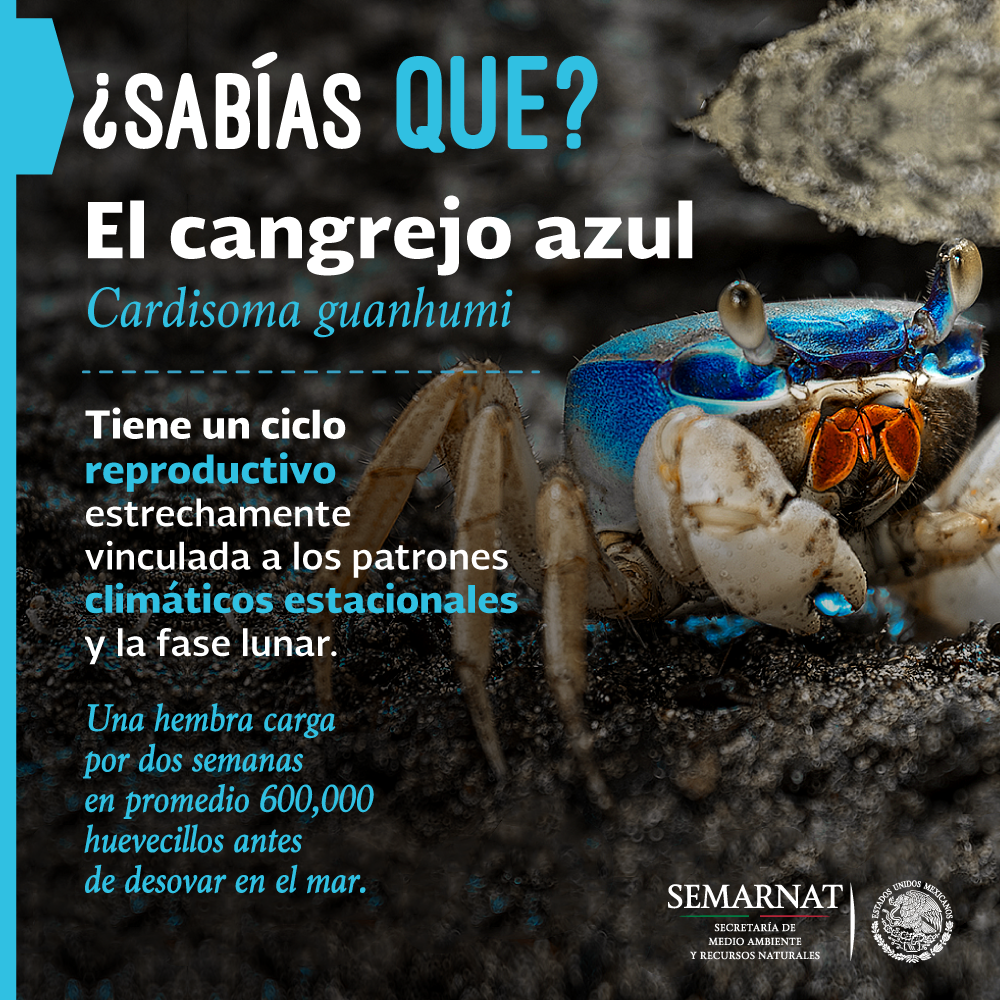 SEMARNAT_mx's tweet photo. #FelizJueves. El #cangrejo azul es posible avistarlo en #México en la zona del Golfo y el Caribe. 💙💙💙 Si lo ves déjalo tranquilo. Cuidemos su ecosistema. 🌟🙌 https://t.co/ZBAFmvFTFY