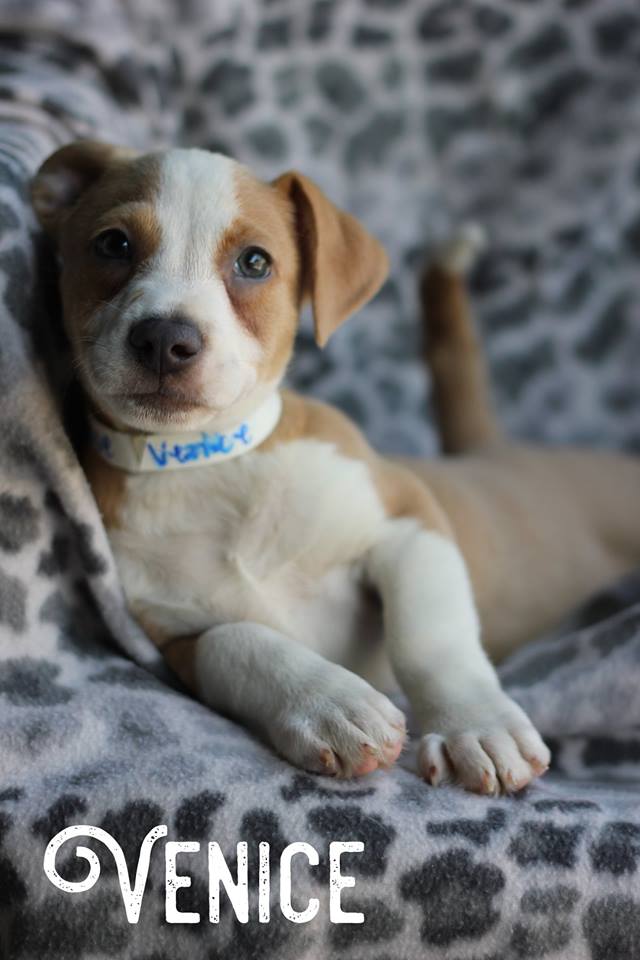 HSEC's tweet image. Don't forget we are open today 1-5pm! We have some cuties ready to find their forever home. #AdoptDontShop