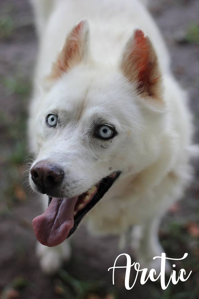 HSEC's tweet image. Don't forget we are open today 1-5pm! We have some cuties ready to find their forever home. #AdoptDontShop