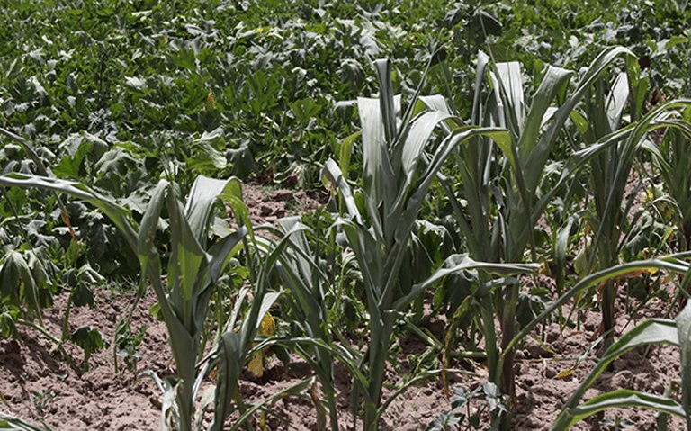 huamantla's tweet image. #Afecta falta de lluvia a #Cultivos del oriente huamantla.org/2018/07/19/afe…