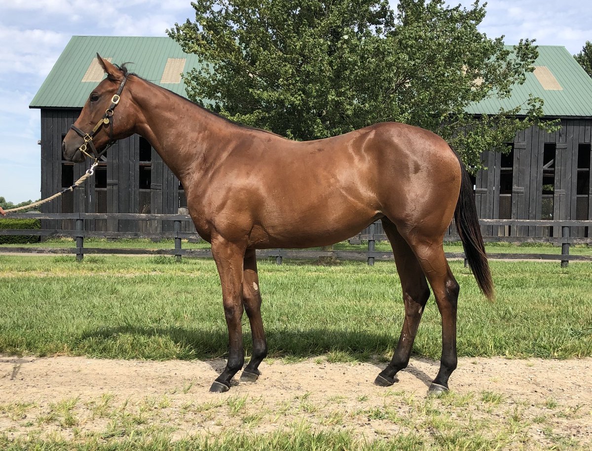 FourStarSales's tweet photo. Very nice filly by @DarleyStallions sire, Bernardini, out of MGSW Mistical Plan. We are looking forward to showcasing her @FasigTiptonCo #Saratoga! #Bernardini #FTSaratoga #YearingSales #FancyFilly #FourStarSales https://t.co/8x9Cr3o0EY