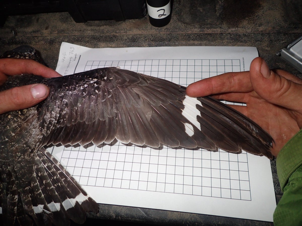 ellycknight's tweet photo. We retrieved those two tags by sheer luck. With their long wings, nighthawks can fly kms on a whim. And they have no respect for territory boundaries, making them hard to relocate. We caught one male 2 kms north of last year's capture location. https://t.co/X7BITxBaQ3