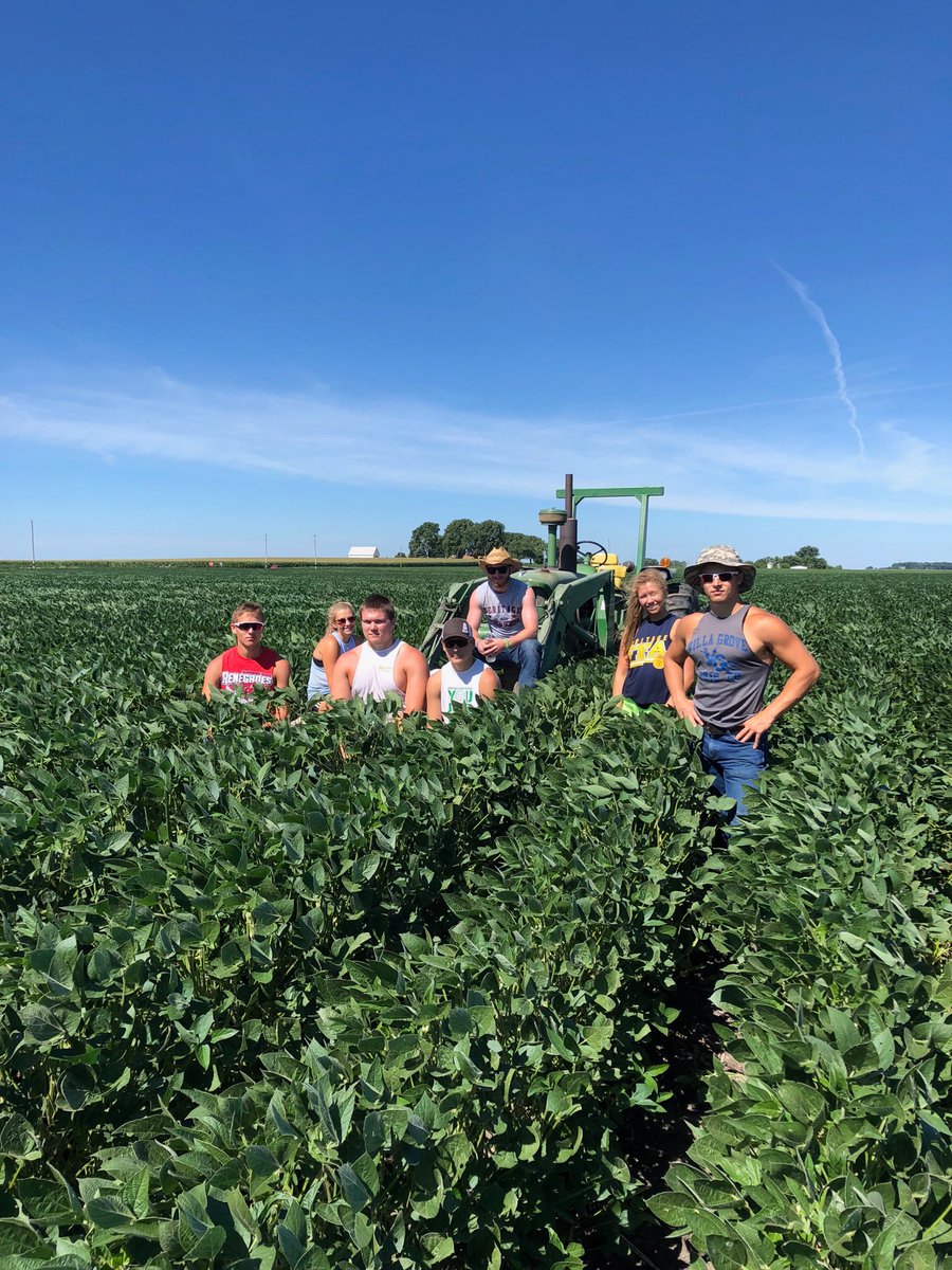 Walking non gmo beans. Treflan ppi, fierce pre, flexstar post, and there’s still tons waterhemp.  It was too wet in June to cultivate so this is our last resolve...