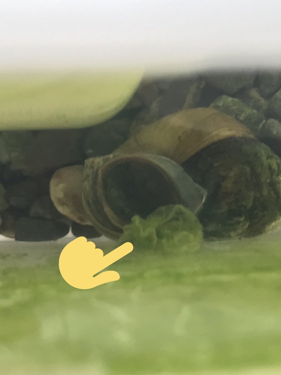 タニシの育て方 飼い方 水槽に何匹が適切なの エサは 寿命は 白い粘液これ何 しょーとかっとブログ