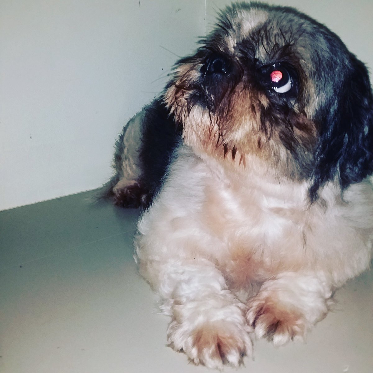 juliewp1's tweet photo. I love u baby🐶😘 https://t.co/A0P7HcMXNS
