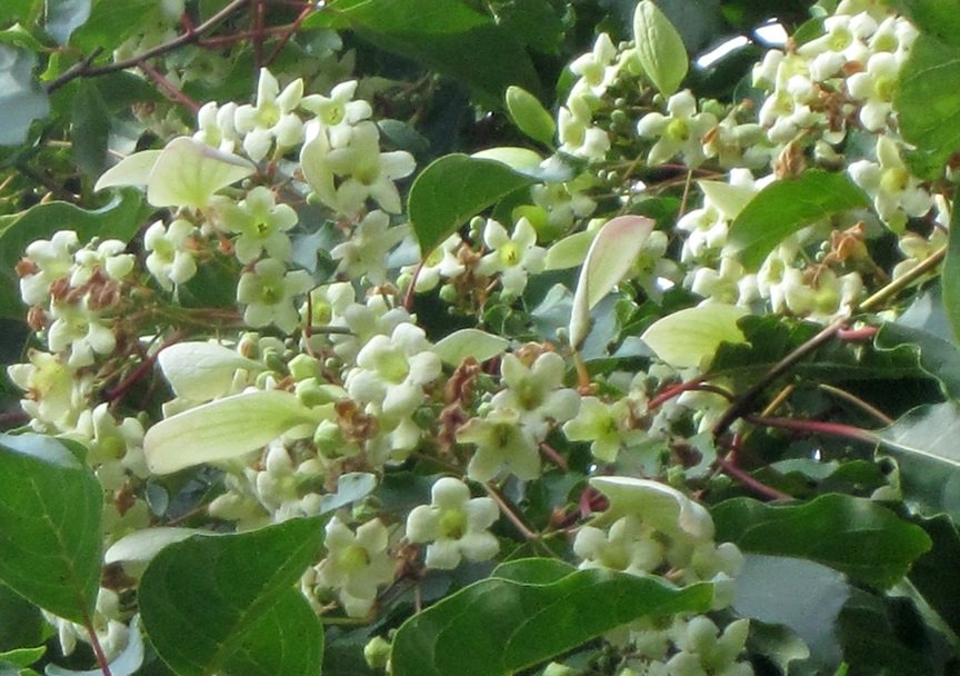 Emmenopterys henryi, a rare tree from China, is coming into flower for the first time ever in its 25 year history <a href="/BatsfordA/">batsforda</a>, and only the 6th time the species has flowered in the UK! ow.ly/aoAv30l1Fvw #batsfordarboretum #Emmenopterys #raretree (Photo credit Maarten Sepp)