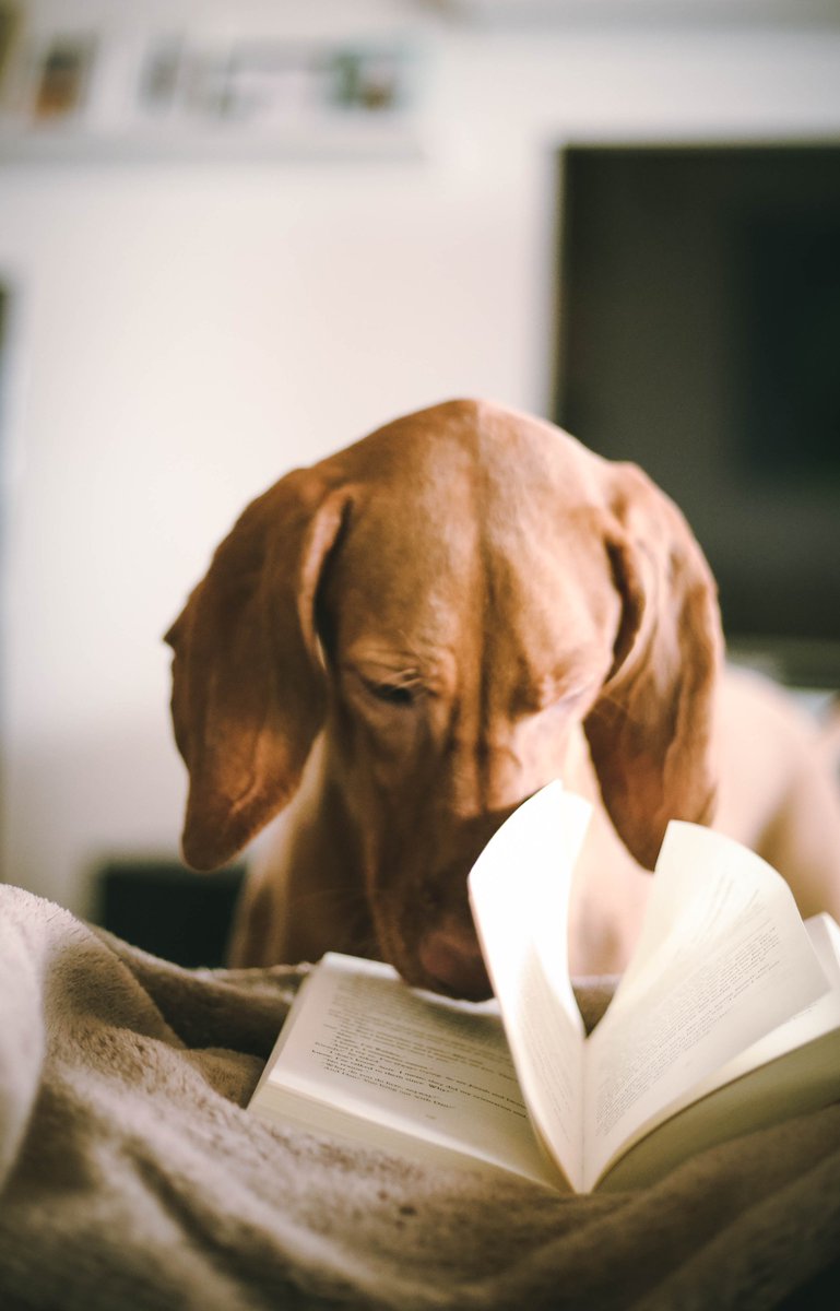 PetTechStore tweet picture