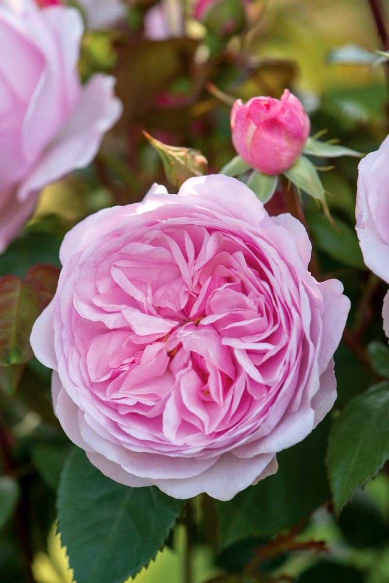 David Austin Roses tweet media
