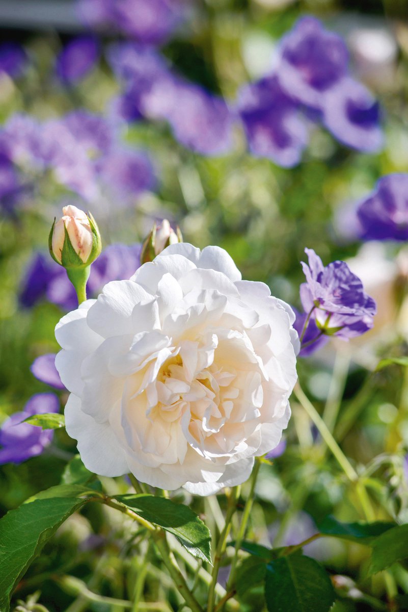 David Austin Roses tweet media