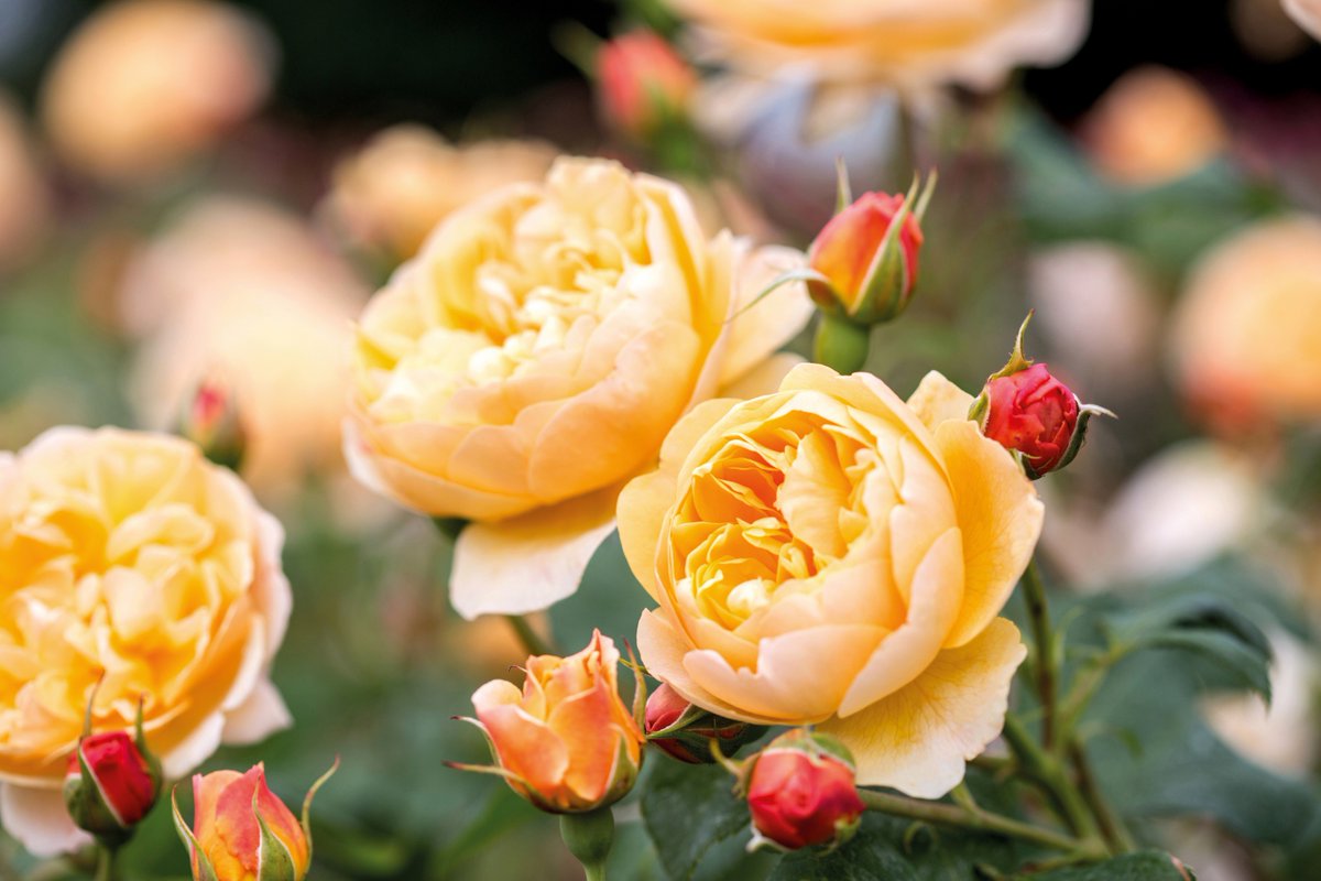 English Roses flower in flushes from late spring right through until the first frosts. These varieties bloom with particular gusto: ‘Port Sunlight’ (Auslofty)’, ‘Olivia Rose Austin’ (Ausmixture), ‘Lichfield Angel’ (Ausrelate) and ‘Roald Dahl’ (Ausowlish).