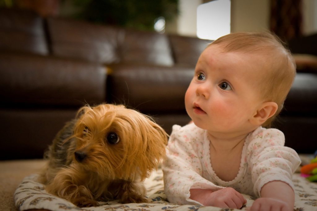 New post (Baby coming? Are you and your dog already baby-proof? ⋆) has been published on Cheaply Pet Supplies - is.gd/Rg4bYM