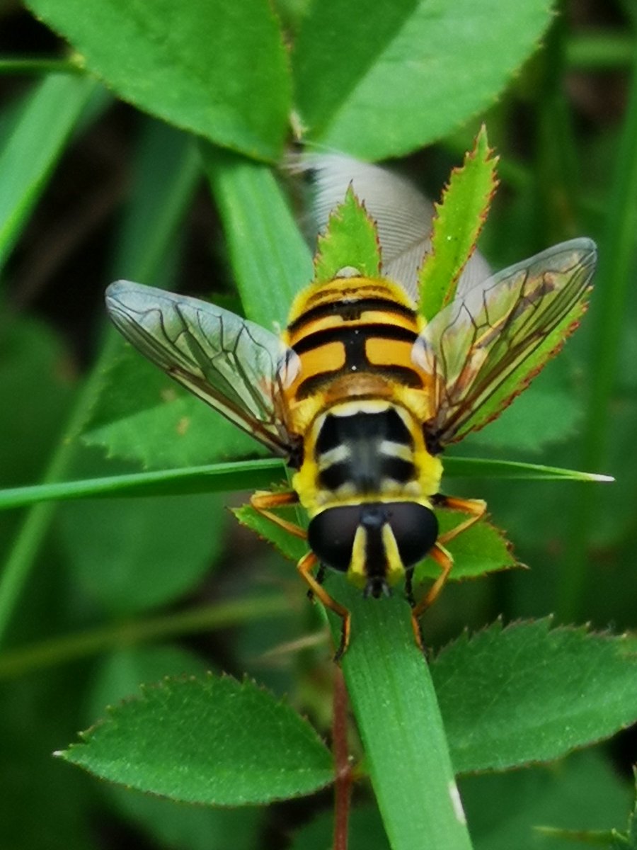 MarxdeMorais's tweet photo. It is #NationalInsectWeek. Why don't you start a local project to save our #pollinators? If you want join @GuerrillaGO and me next weekend in #GospelOak. We will combine #guerrilagardening to deliver both #locallysourced vegetables and the best for our urban #wildlife. https://t.co/MWXzg3p3Rt
