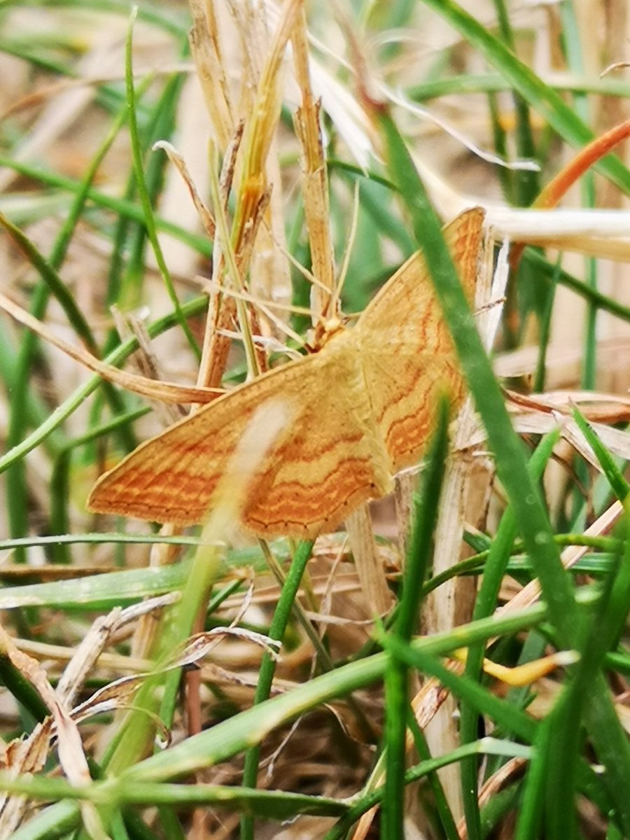MarxdeMorais's tweet photo. It is #NationalInsectWeek. Why don't you start a local project to save our #pollinators? If you want join @GuerrillaGO and me next weekend in #GospelOak. We will combine #guerrilagardening to deliver both #locallysourced vegetables and the best for our urban #wildlife. https://t.co/MWXzg3p3Rt