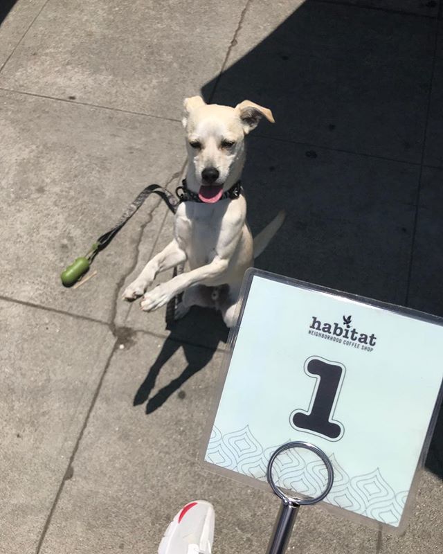 HabitatCoffeeLA's tweet photo. Waiting for something delicious.
📷: @hutch_la 
habitat / neighborhood coffee shop &amp; cafe
#HabitatCoffeeLA #DogsOfHabitat https://t.co/CvuW9NRxxi