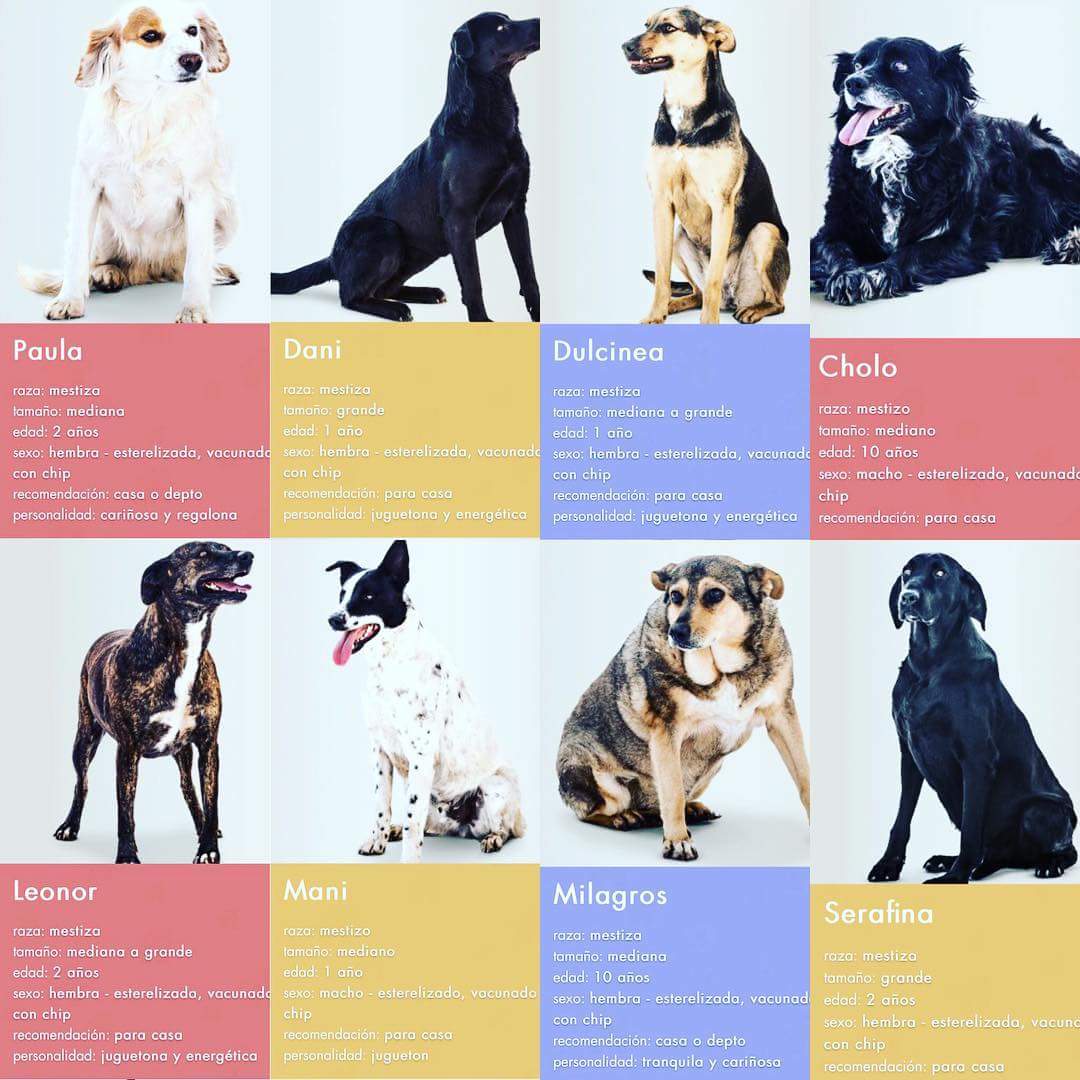 Gracias a <a href="/RipleyChile/">Ripley</a> por invitarnos a participar en el catálogo del Día del Niño!
Aquí algunos de nuestros rescatados que están en el catálogo. Buscan familia!!
#AdoptaNoCompres #Ripley