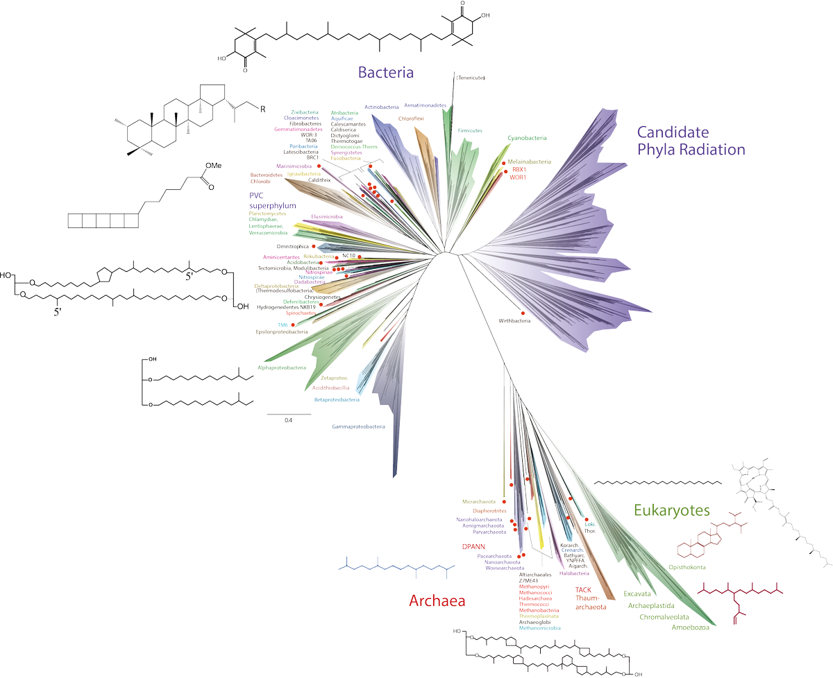 David Naafs 👨🔬 tweet media