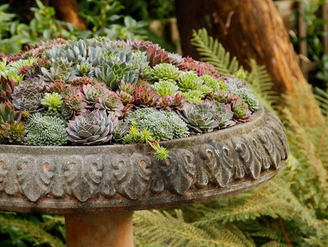 Great container #garden tips for your #succulents from <a href="/DebraLBaldwin/">Debra Lee Baldwin</a>  plus 8 arrangements featuring @Pot_Inc  and <a href="/EyeoftheDay/">Eye of the Day</a> 

ow.ly/tfRa30l14qm Photo by Todd Holloway <a href="/timberpress/">Timber Press</a> #containergarden
