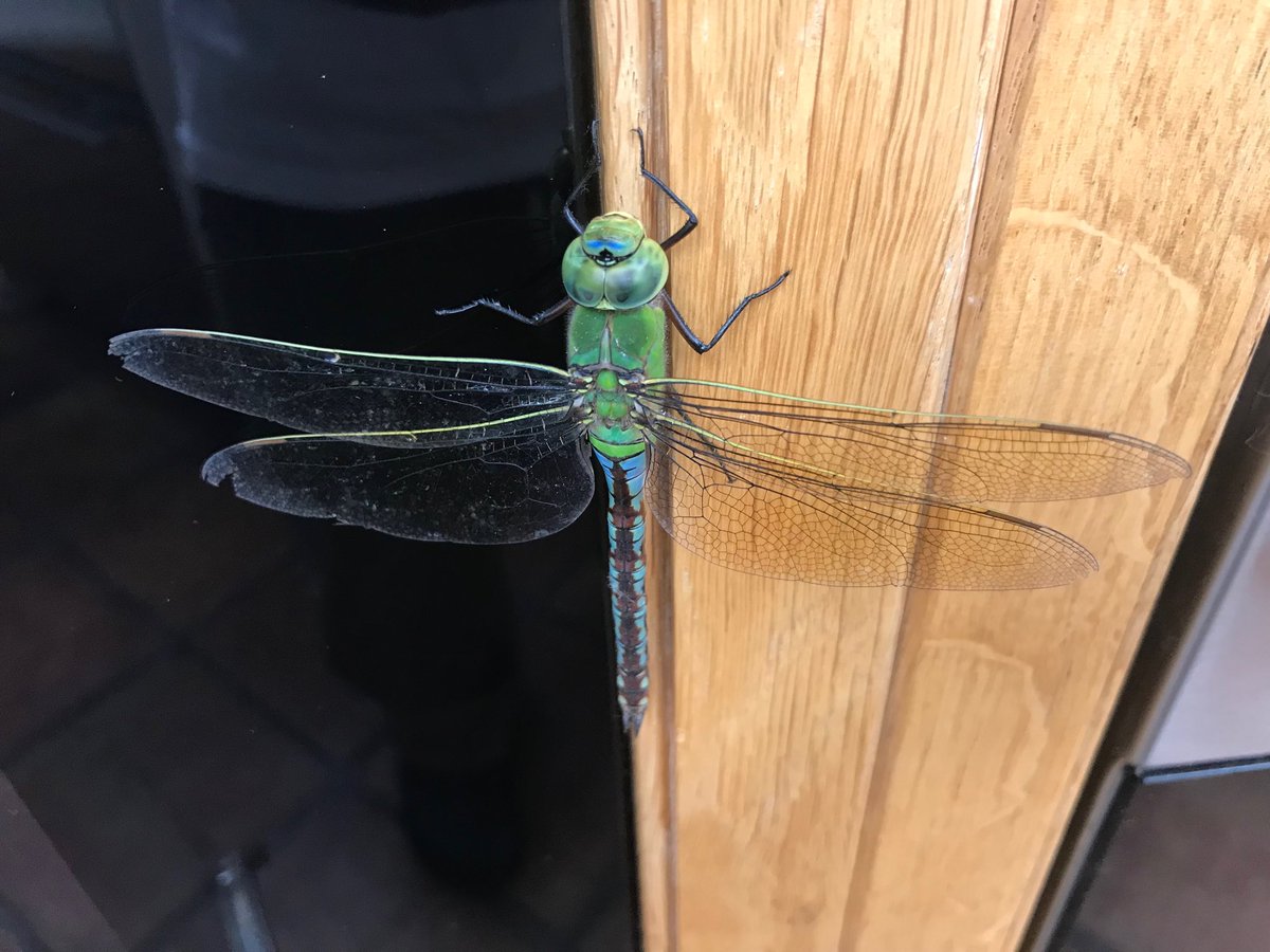 A dragon fly enjoying indoor pleasures, beautiful bug, in perfect nick