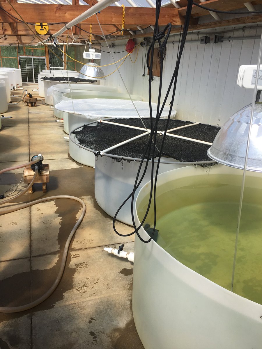 lphelps515's tweet photo. Visiting @wardoyster yesterday with #SPATT students! @DirectorMSiC #oysters #aquaculture https://t.co/Cgr5AdWDH5