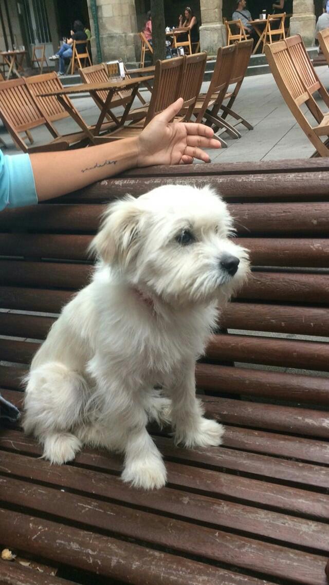 caarlarey's tweet photo. Buscan dueñx para esta perrita tan guapa que abandonaron en la zona de Pontevedra. Rt pls https://t.co/HduXmm9r1s