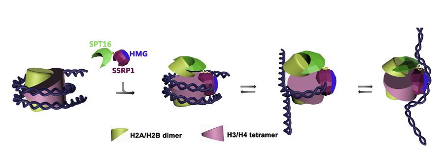 ChromatinHaiku's tweet photo. FACT subunit roles:
Disrupting and preserving
The nucleosome
#ChromatinHaiku #SPT16 #SSRP1
https://t.co/UaxgQiVsKv https://t.co/bCG7qckqZE