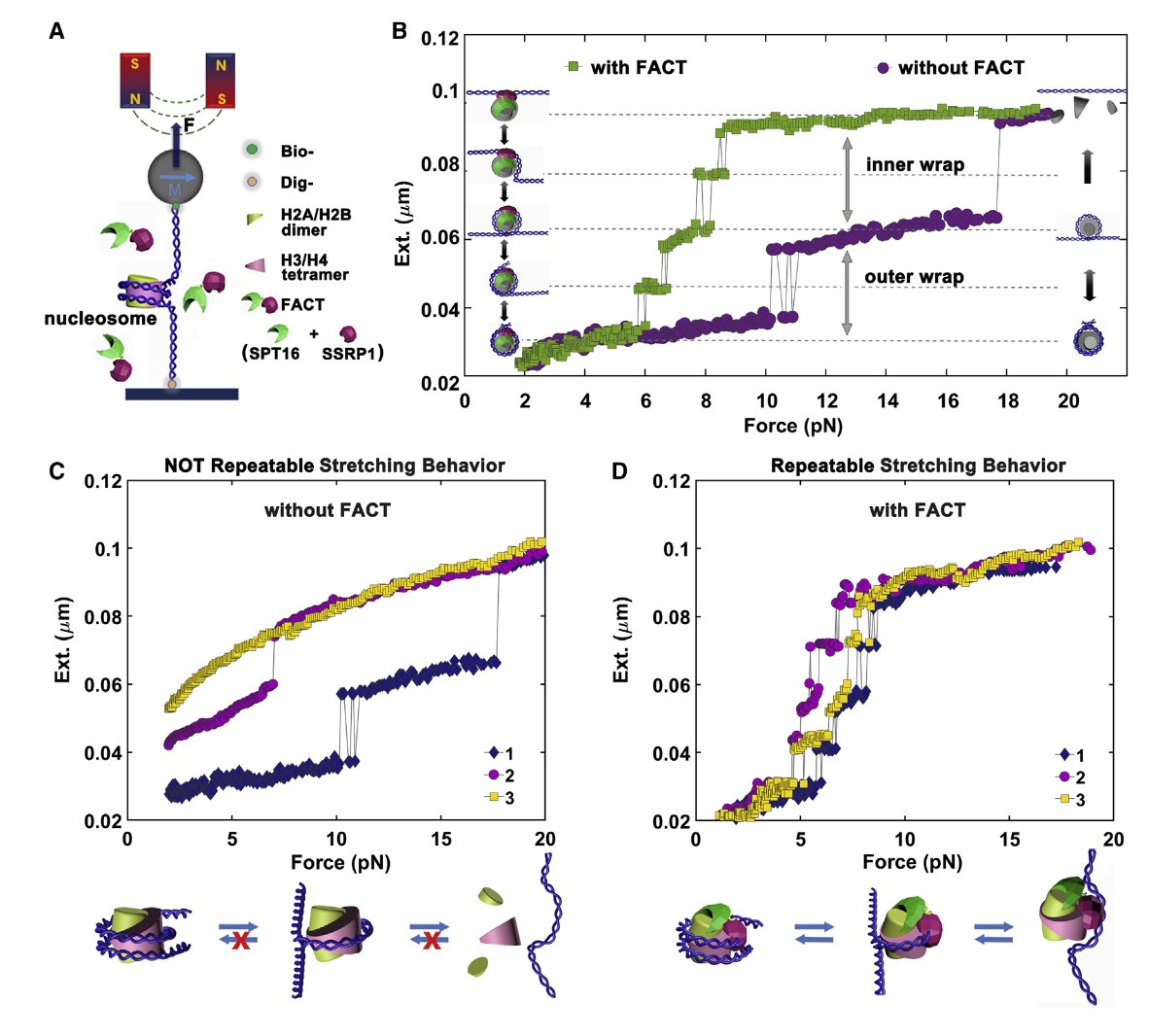 ChromatinHaiku's tweet photo. FACT subunit roles:
Disrupting and preserving
The nucleosome
#ChromatinHaiku #SPT16 #SSRP1
https://t.co/UaxgQiVsKv https://t.co/bCG7qckqZE