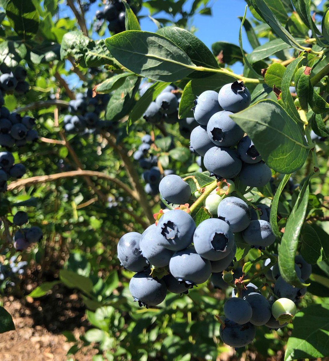 Cape Cod Magazine tweet media