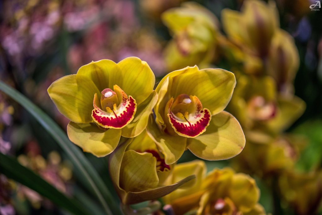 Beautiful yellow flowers.