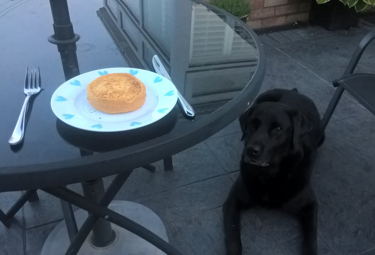 chrisdavies3023's tweet photo. #Day41 Long day in work, now back home with my boy. He clearly loves me....... it has nothing to do with the smoked ham tartlet!
#TrueLove #TrueGreed #Barney https://t.co/S3z114OXLa