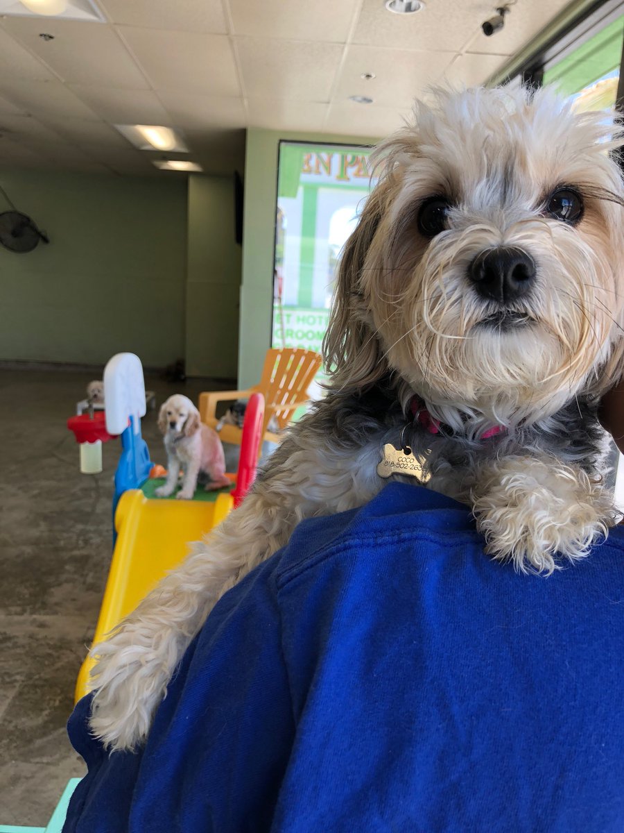 Coco is happy to be getting all the spoils! #dogsatplay #dogsofinstagram #doggiehotel #samsgreenpaw #studiocity