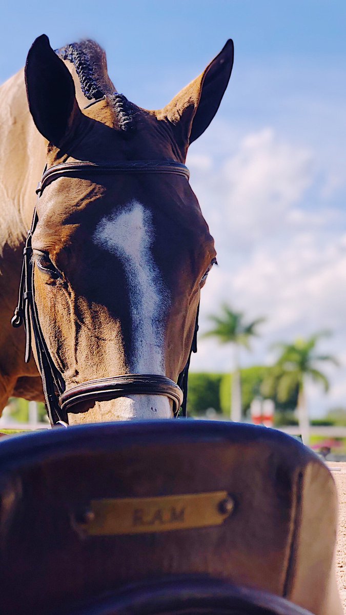 Available for sale....10yrs, 16.3, G
Just moved into 1.30m
Brave, easy, careful 
Super Sweet!