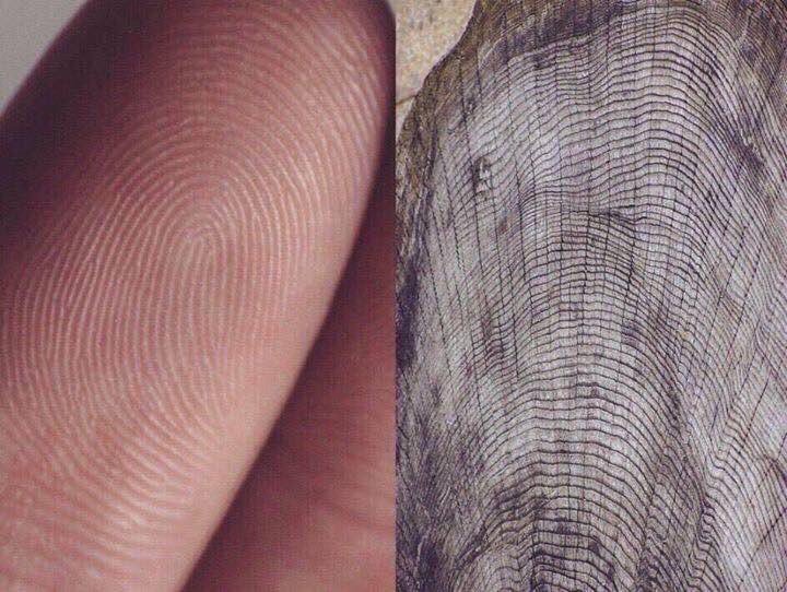 Somos universo, tierra y naturaleza..