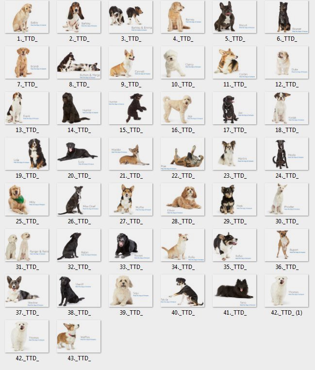 BSteingraeber's tweet image. Gotta catch them all! #DogsOfAmazon @amazon #Primeday #amazon #primeday #amazonprime